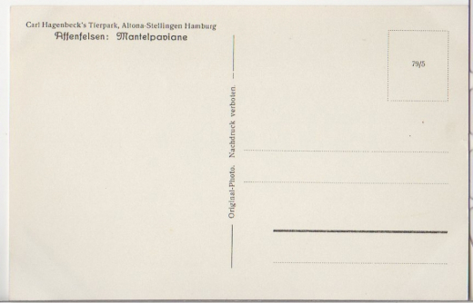 ALTE ANSICHTSKARTE/ POSTKARTE - HAMBURG - CARL HAGENBECKS TIERPARK, ALTONA-STELLINGEN HAMBURG, AFFENFELSEN: MANTELPAVIANE