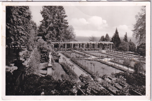 ALTE ANSICHTSKARTE/ POSTKARTE - INSEL MAINAU IM BODENSEE - ROSENGARTEN