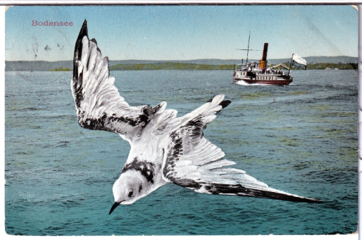 ANSICHTSKARTE/POSTKARTE - MÖWE ÜBER DEN BODENSEE MIT DAMPFSCHIFF