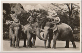 ALTE ANSICHTSKARTE/ POSTKARTE - HAMBURG - CARL HAGENBECKS TIERPARK, ALTONA-STELLINGEN HAMBURG, INDISCHE ELEFANTEN