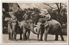 ALTE ANSICHTSKARTE/ POSTKARTE - HAMBURG - CARL HAGENBECKS TIERPARK, ALTONA-STELLINGEN HAMBURG, INDISCHE ELEFANTEN