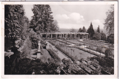 ALTE ANSICHTSKARTE/ POSTKARTE - INSEL MAINAU IM BODENSEE - ROSENGARTEN