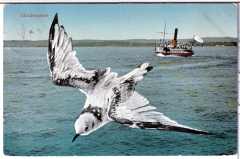 ANSICHTSKARTE/POSTKARTE - MÖWE ÜBER DEN BODENSEE MIT DAMPFSCHIFF