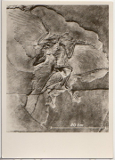 ALTE ANSICHTSKARTE/ POSTKARTE - BERLIN - PALÄONTOLOGISCHES MUSEUM FÜR NATURKUNDE - DER URVOGEL
